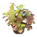 Hydrangea Quercifolia Oakleaf