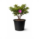 Azalea Rhondodendron Indica Formosa Lavender