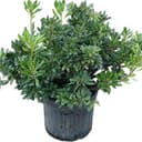 Pittosporum Tobira Green : Pittosporum Tobira Green#3