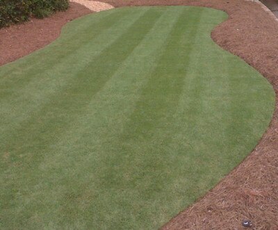 Bermuda Sod